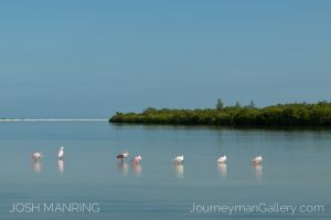 Josh Manring Photographer Decor Wall Art -  Florida Birds Everglades -104.jpg